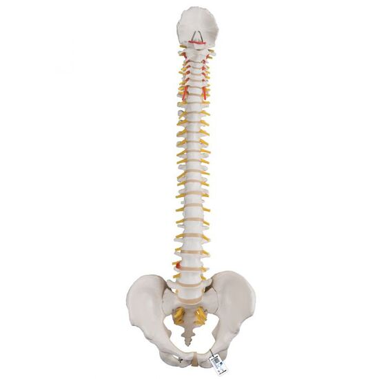 Classic Flexible Human Spine Model – 3B Smart Anatomy